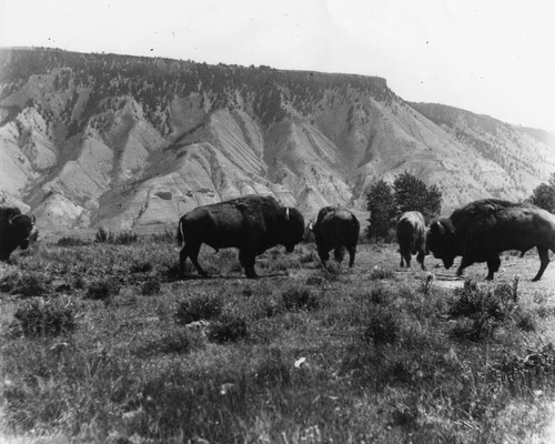 Buffaloes in Yellowstone