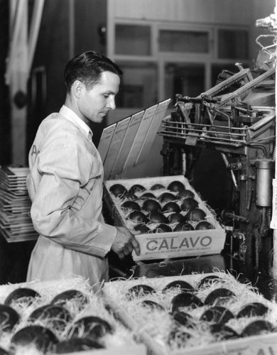 Avocado packing plant