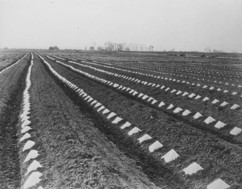 Field of cantaloupe