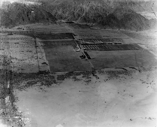 Date orchard aerial