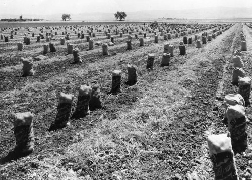 El Solyo Ranch potatoes