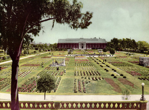 Rose garden at Exposition Park