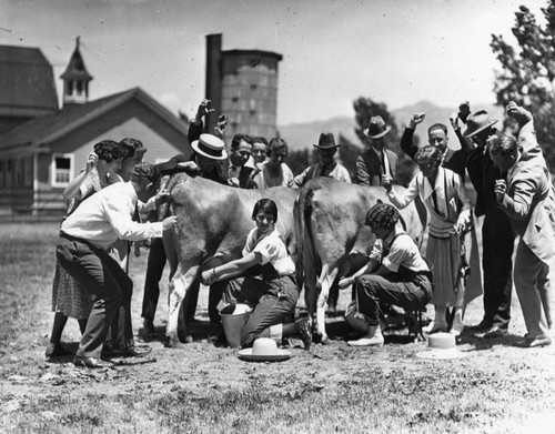 Cow milking competition