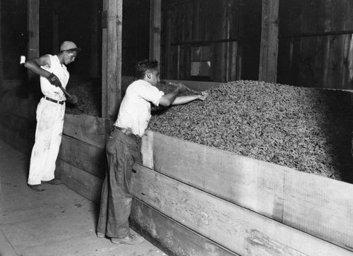 Processing apricots