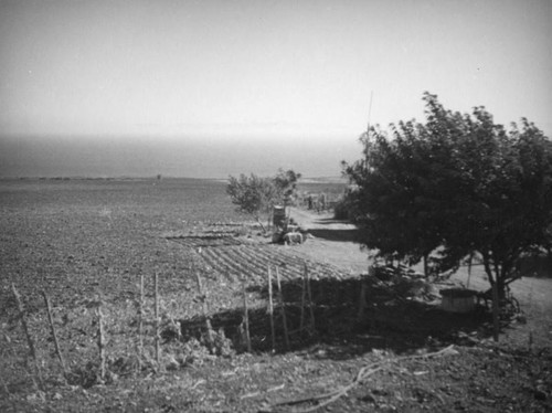 Tending the fields in Palos Verdes