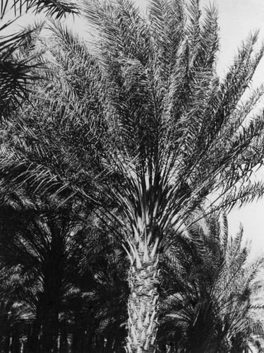 Date palms