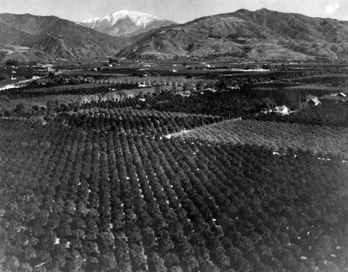 Aerial view of Glendora orchards