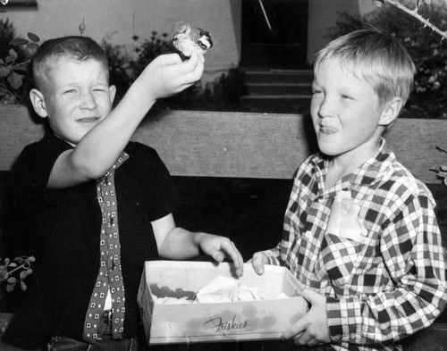 Boys care for 'lost' bird