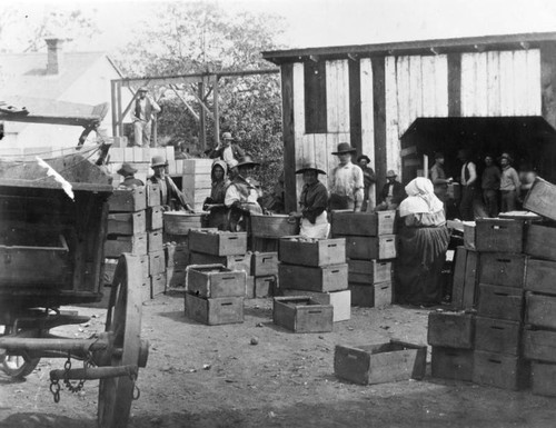 Orange washing and packing