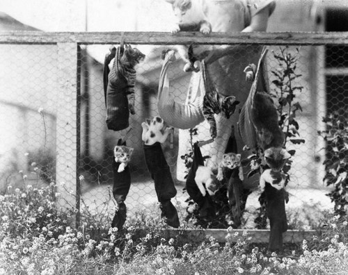 Cats in socks on fence