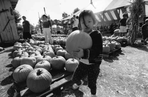 Pumpkin season at Tapia Brothers Farm Stand, Encino