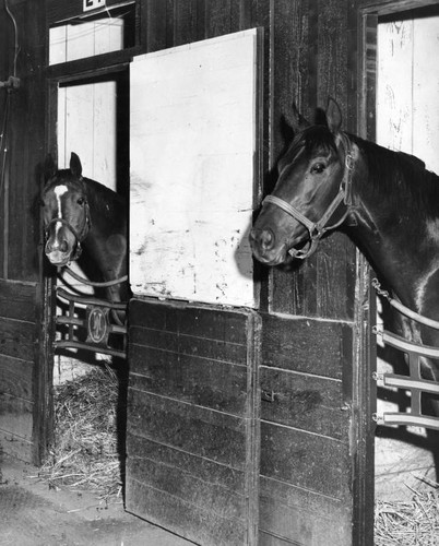 Equine neighbors 'Say hay