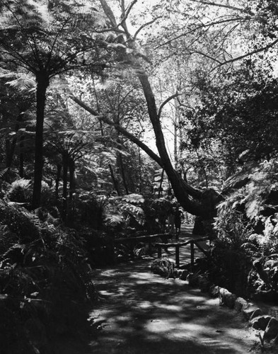 Shady foot path in Fern Dell