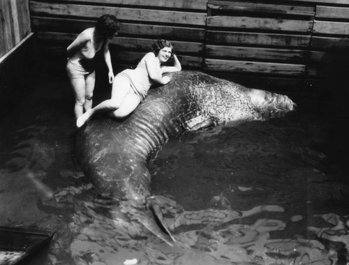 Women and sea elephant