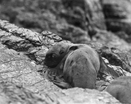 Baby seal on rocks