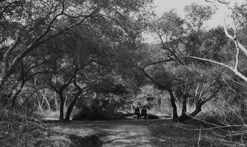 Glendale dirt road