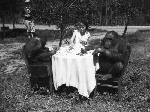 Orangutans play cards