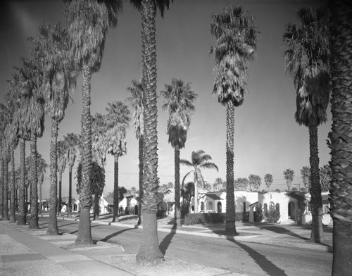 Palm-lined street in Los Angeles