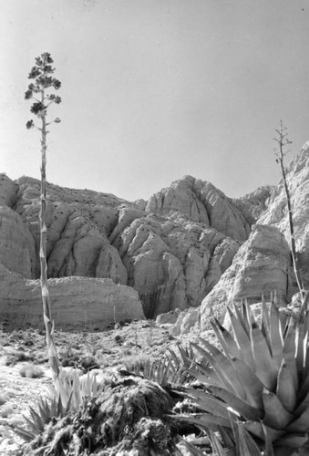 Anza-Borrego's a wild, wild desert