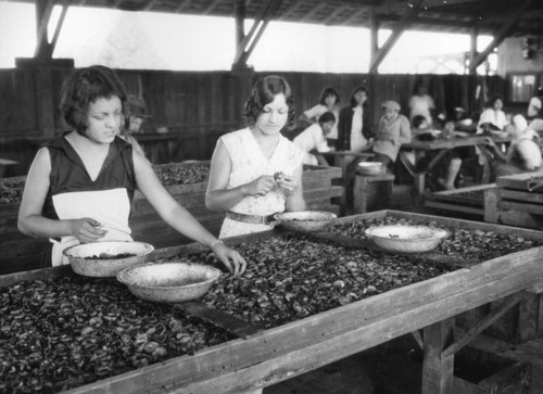 Processing apricots