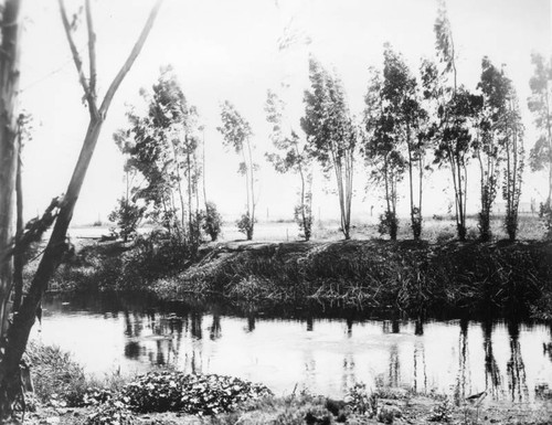 View of tar pit pond