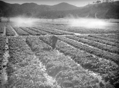 Pansie farm in Sunland