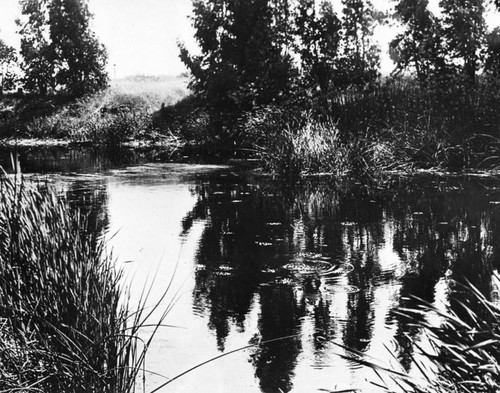 View of bubbling tar pit