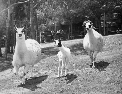 Llamas at the Los Angeles Zoo