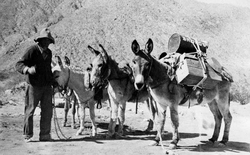 Tujunga prospector and mules