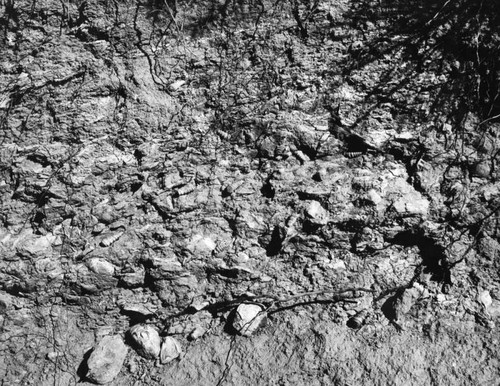 Fossil bed, old Topanga Canyon