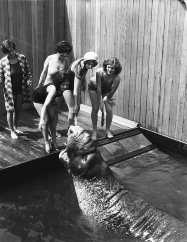 Women feeding sea elephant