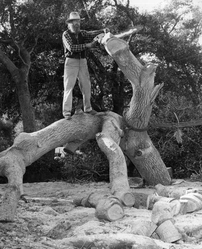 Ancient Oaks downed