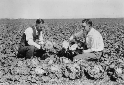 Field of lettuce