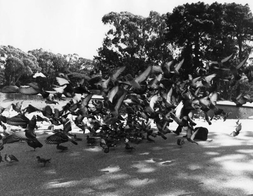 Pigeons in the park