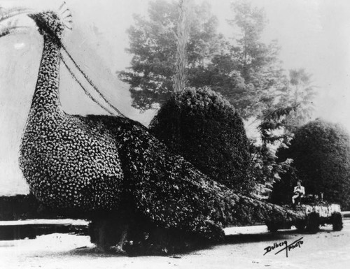 Glendale's Peacock float