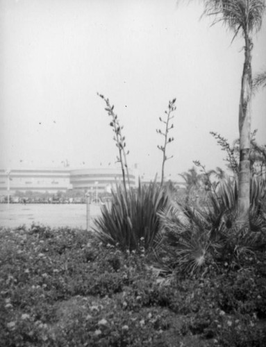 Hollywood Park from Prairie