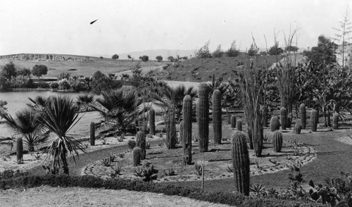 Cactus garden area in Westlake Park