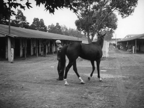 Man leading a horse at Los Angeles County Fair