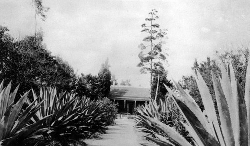 Adobe behind century plants