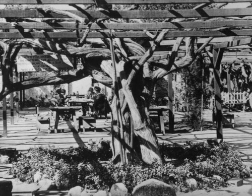 Old grape vine, San Gabriel