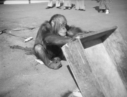 Orangutan playing at Monkey Island