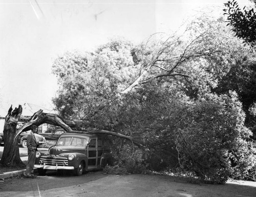 Wind fells pesky tree - on auto