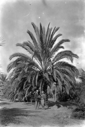 Dates on tree