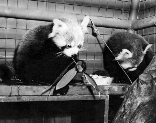 Bamboo salad for two