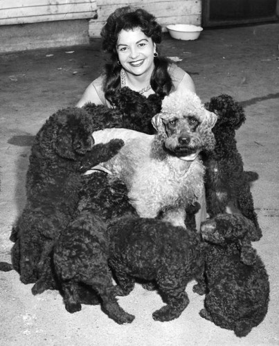 Oodles of poodles