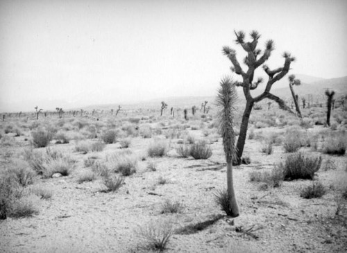 Joshua tree forest, Mojave Desert