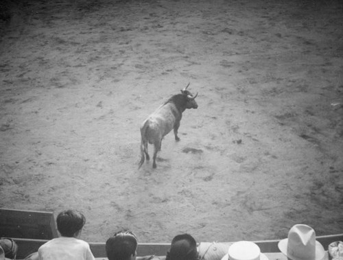 Showdown at El Toreo de Tijuana