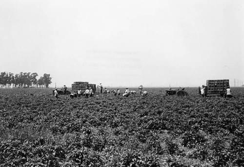 Green pepper field