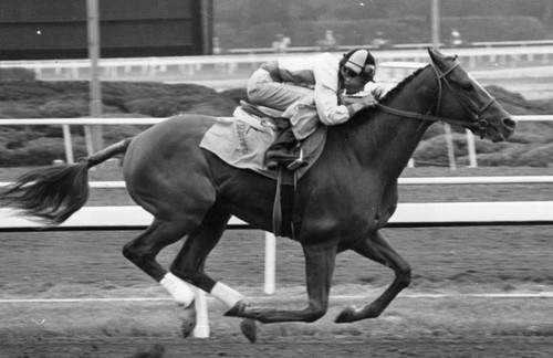 Jockey Steve Cauthen