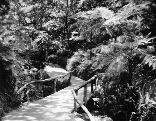 Foot path in Fern Dell